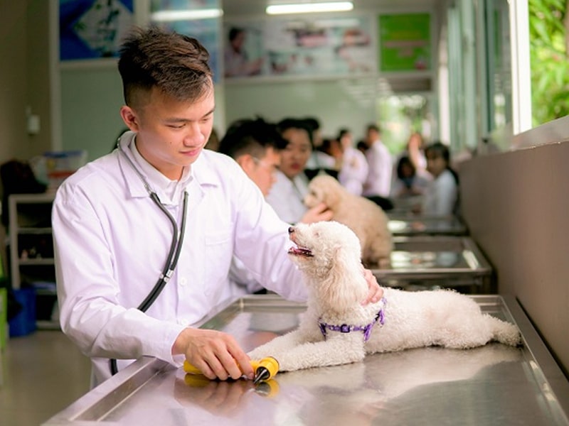 Trường Nào Dạy Nghề Chăn Nuôi Thú Y Ở Nghệ An Tốt Nhất? 3 Trường Nào Dạy Nghề Chăn Nuôi Thú Y Ở Nghệ An Tốt Nhất? 3