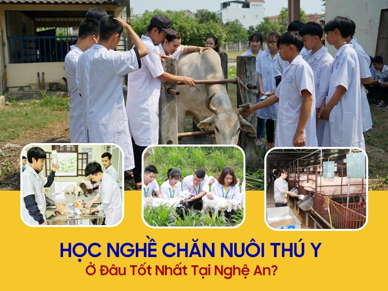 Trường Nào Dạy Nghề Chăn Nuôi Thú Y Ở Nghệ An Tốt Nhất? 1 Trường Nào Dạy Nghề Chăn Nuôi Thú Y Ở Nghệ An Tốt Nhất? 1