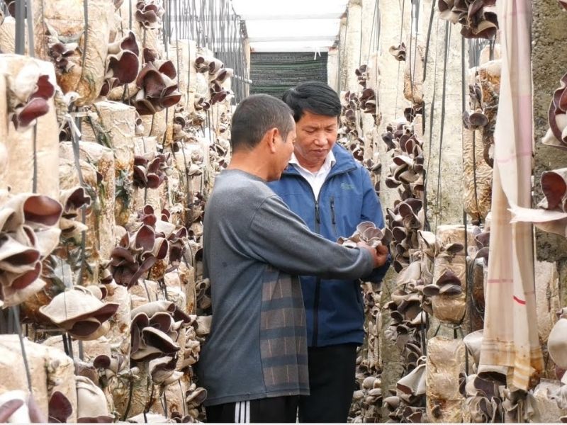 Có Nên Học Nghề Trồng Nấm Tại Nghệ An? 2