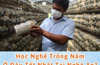 học nghề trống nấm tại nghệ an