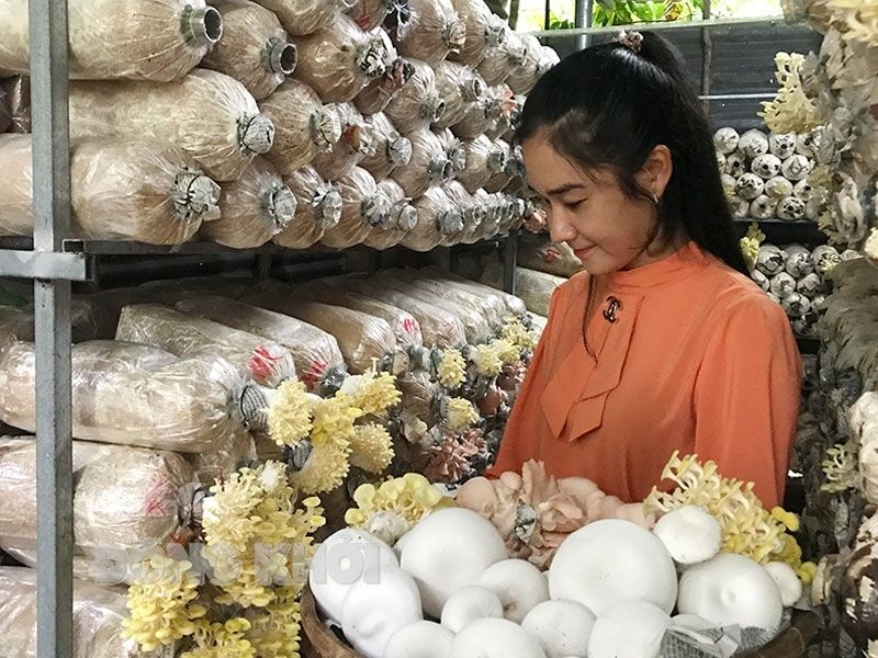 Có Nên Học Nghề Trồng Nấm Tại Nghệ An? 1