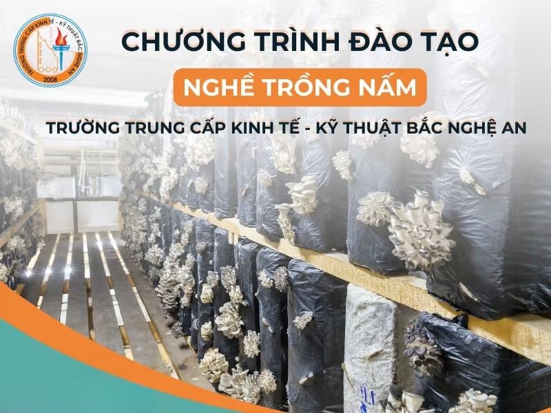 Có Nên Học Nghề Trồng Nấm Tại Nghệ An? 3