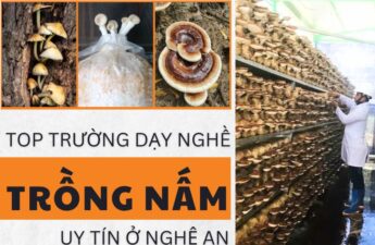 nghề trồng nấm